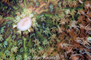 warty corallimorph abstract by Arun Madisetti 